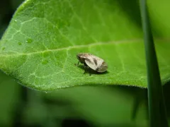 Lepyronia coleoptrata thumbnail 2
