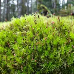 Broom Forkmoss thumbnail 3