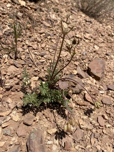 henderson's lomatium