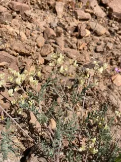 Pauper Milkvetch thumbnail 1
