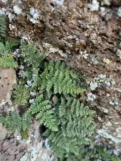 Coastal Lip Fern thumbnail 1