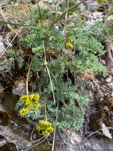 Donnell's Biscuitroot