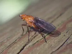 Paradryomyza setosa thumbnail 2