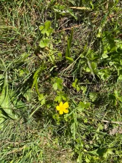 hairy buttercup thumbnail 1