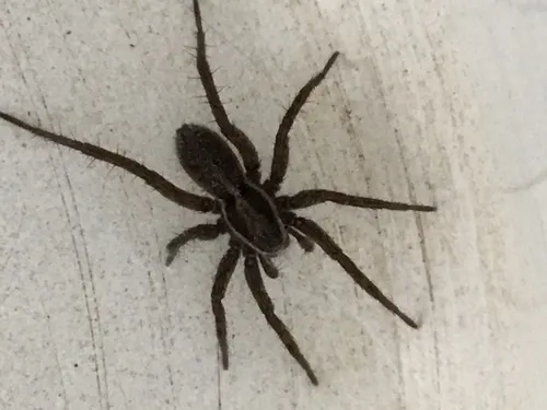 Little Banded Wolf Spider