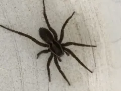 Little Banded Wolf Spider thumbnail 1