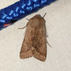 Pacific Quaker thumbnail 2