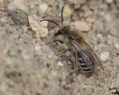 Blueberry Cellophane Bee thumbnail 2