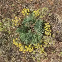 bigseed biscuitroot thumbnail 4