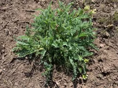 klamath milkvetch thumbnail 2
