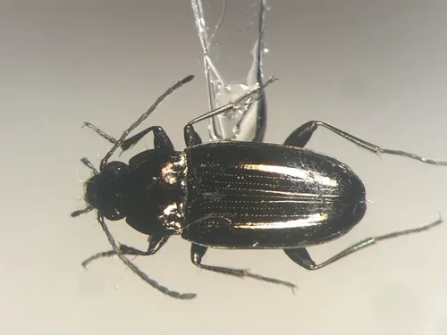 Bembidion nitidum