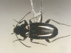 Bembidion nitidum thumbnail 1