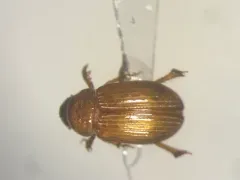 Psammodius pierottii thumbnail 1
