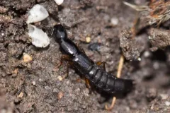 Ochthephilum fracticorne thumbnail 4