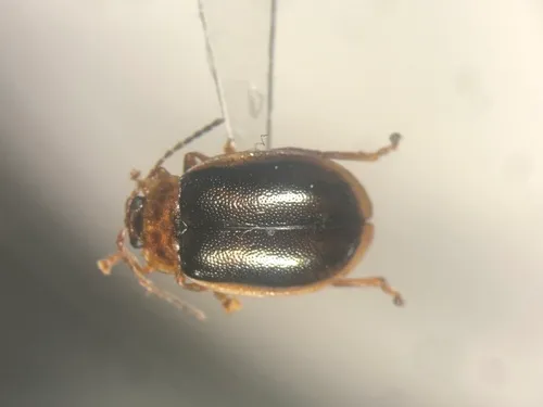Capraita circumdata