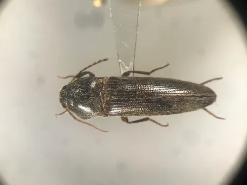 Melanotus similis
