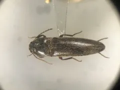 Melanotus similis thumbnail 1