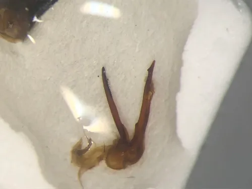 Philonthus validus