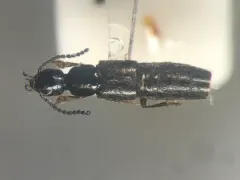 Philonthus lindrothi thumbnail 1