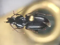 Pterostichus tenuis thumbnail 1