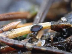 Lophodermium abietis thumbnail 2