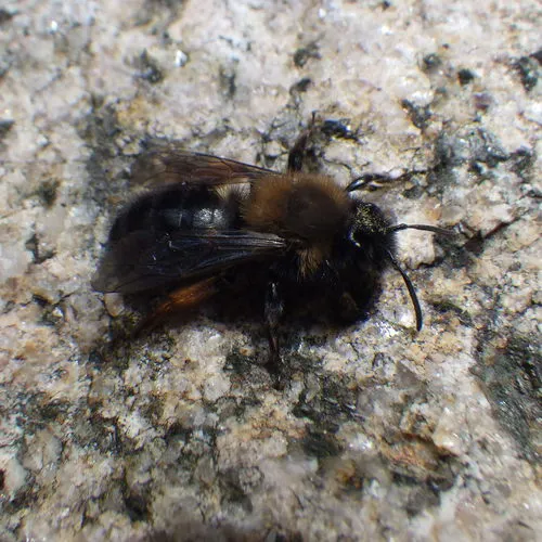 Clark's Mining Bee