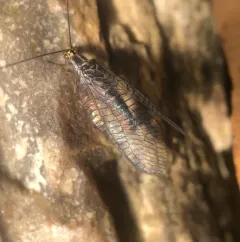 San Francisco Lacewing thumbnail 4