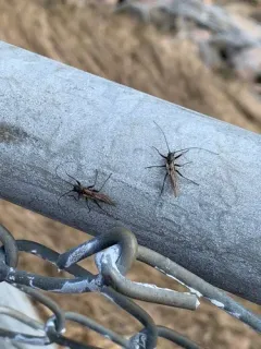 Canadian Willowfly thumbnail 2