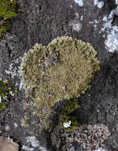 Shingled Camouflage Lichen thumbnail 3