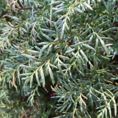 serpentine fern thumbnail 2