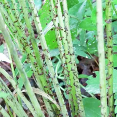 northern lady fern thumbnail 2