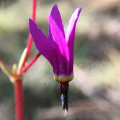 Henderson's shooting star thumbnail 4