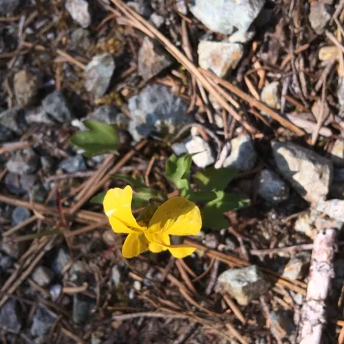 Pine Violet