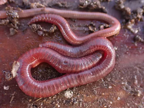 Dark Red Wriggler