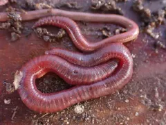 Dark Red Wriggler thumbnail 1