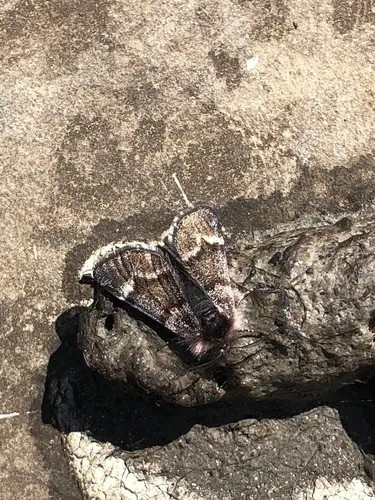 Scarce Infant Moth