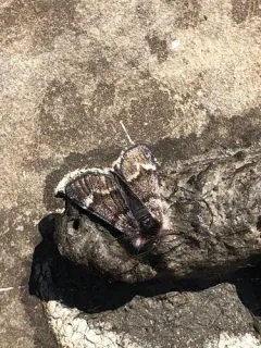 Scarce Infant Moth thumbnail 1