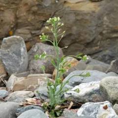 mouse-ear cress thumbnail 3