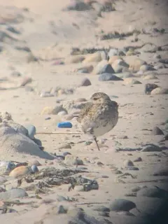 European Golden-Plover thumbnail 2