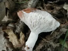 Hypomyces ochraceus thumbnail 1