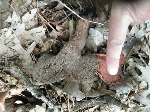 Hydnellum underwoodii