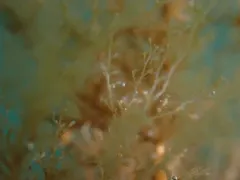 Sea Thread Hydroid thumbnail 3
