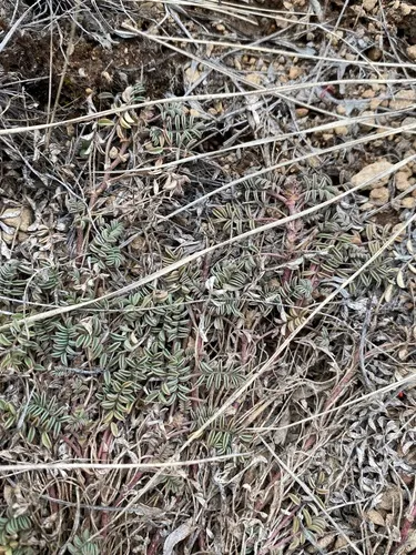 Bastard Milkvetch