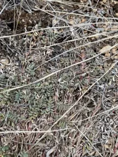 Bastard Milkvetch thumbnail 1