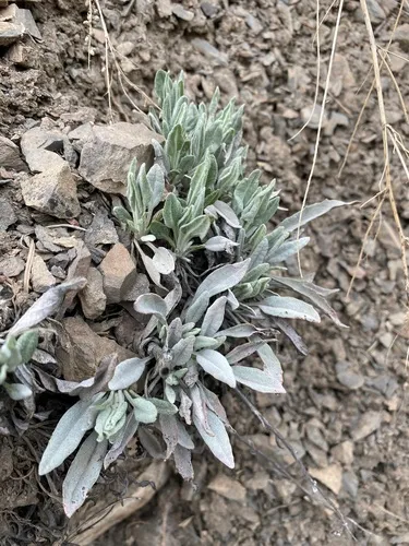 western bladderpod
