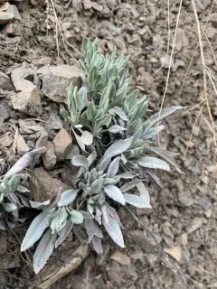 western bladderpod thumbnail 1