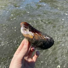 Straight Horse Mussel thumbnail 2