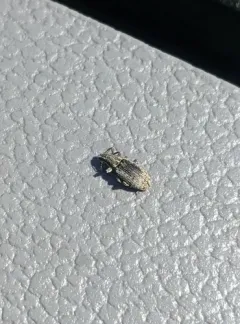 Sitona californius thumbnail 4