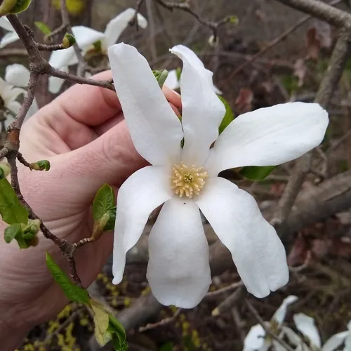 Kobus magnolia