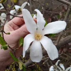Kobus magnolia thumbnail 1